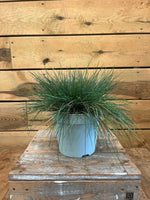 Festuca glauca/ Intense Blue voorkant