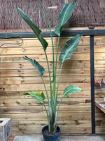 Strelitzia Nicolai groot voorkant