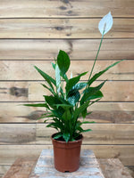 Spathiphyllum voorkant