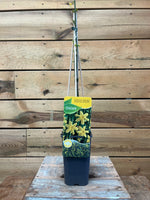 Jasminum nudiflorum (Winterjasmijn) voorkant