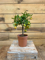 Citrus mitis voorkant