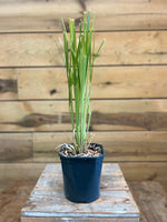 Pumila/ Pampagras voorkant