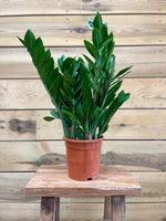 Zamioculcas voorkant