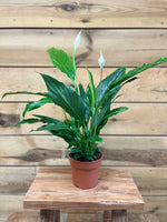 Spathiphyllum voorkant