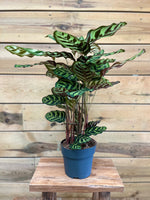 Calathea voorkant