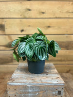 Peperomia Watermelon voorkant