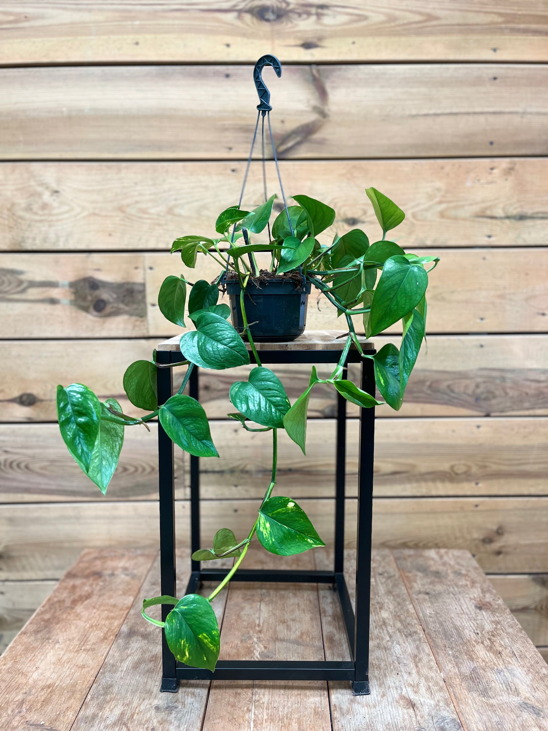 Epipremnum Pinnatum voorkant