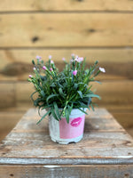 Dianthus caryophyllus/ Anjer voorkant