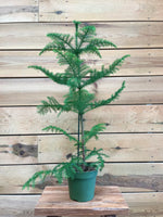 Araucaria Heterophylla voorkant