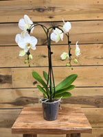 Orchidee Phalaenopsis - Boog voorkant