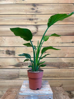 Strelitzia nicolai voorkant