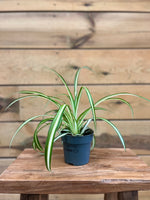 Chlorophytum voorkant