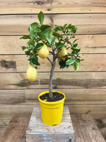 Citrus limon voorkant