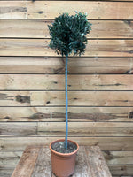 Olea europaea voorkant