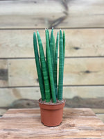 asparagaceae voorkant