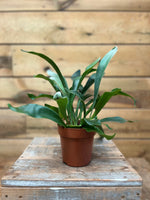 Platycerium voorkant