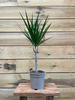 Dracaena Marginata voorkant
