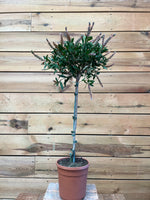 Callistemon voorkant