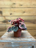 Peperomia