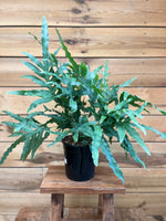 Phlebodium Blue Star voorkant