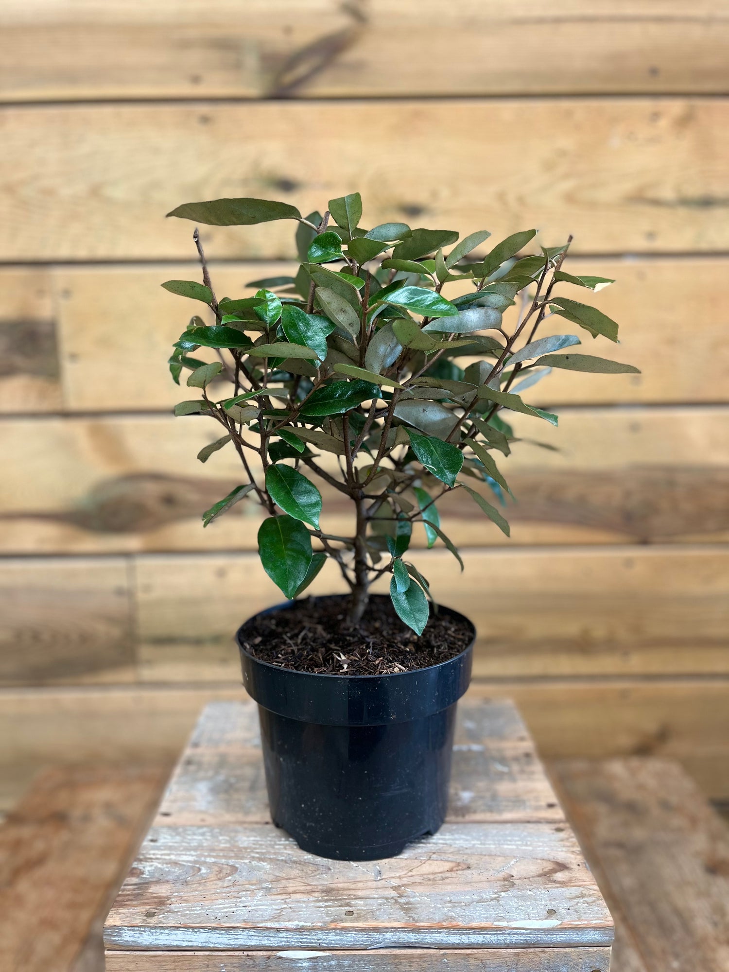 Elaeagnus voorkant