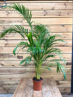 Areca Goudpalm voorkant