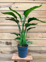 Strelitzia Nicolai voorkant