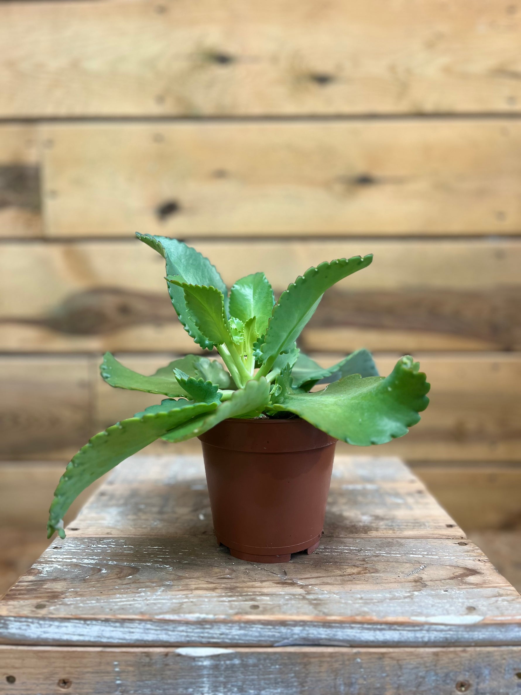Kalanchoe voorkant