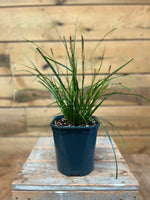 Carex 'Evergreen' voorkant