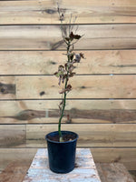 Groene beuk voorkant