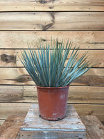 Yucca rostrata voorkant