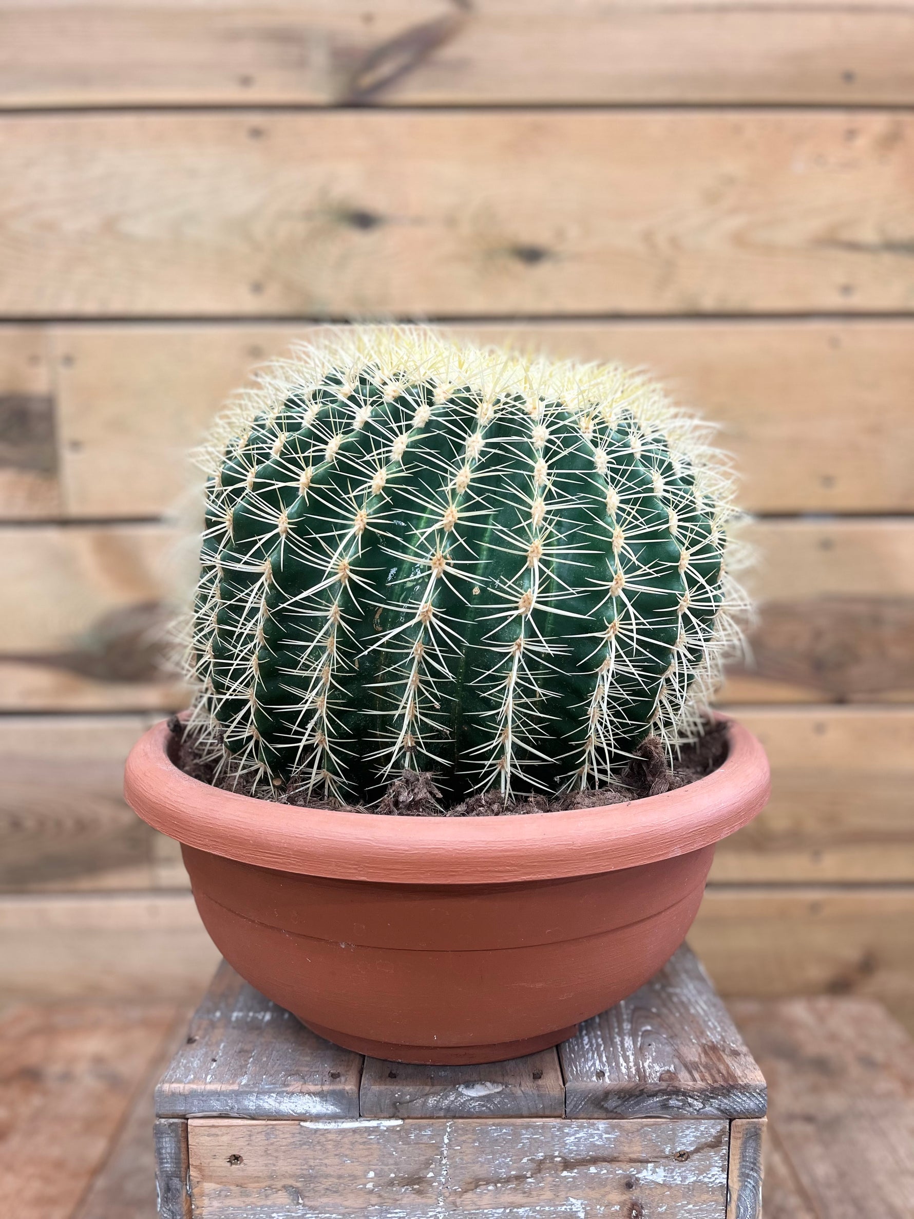 Cactaceae voorkant