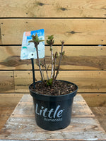 Little Hortensia 'White' voorkant