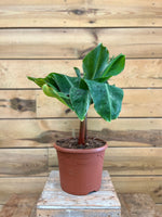 Musa Bananenplant voorkant