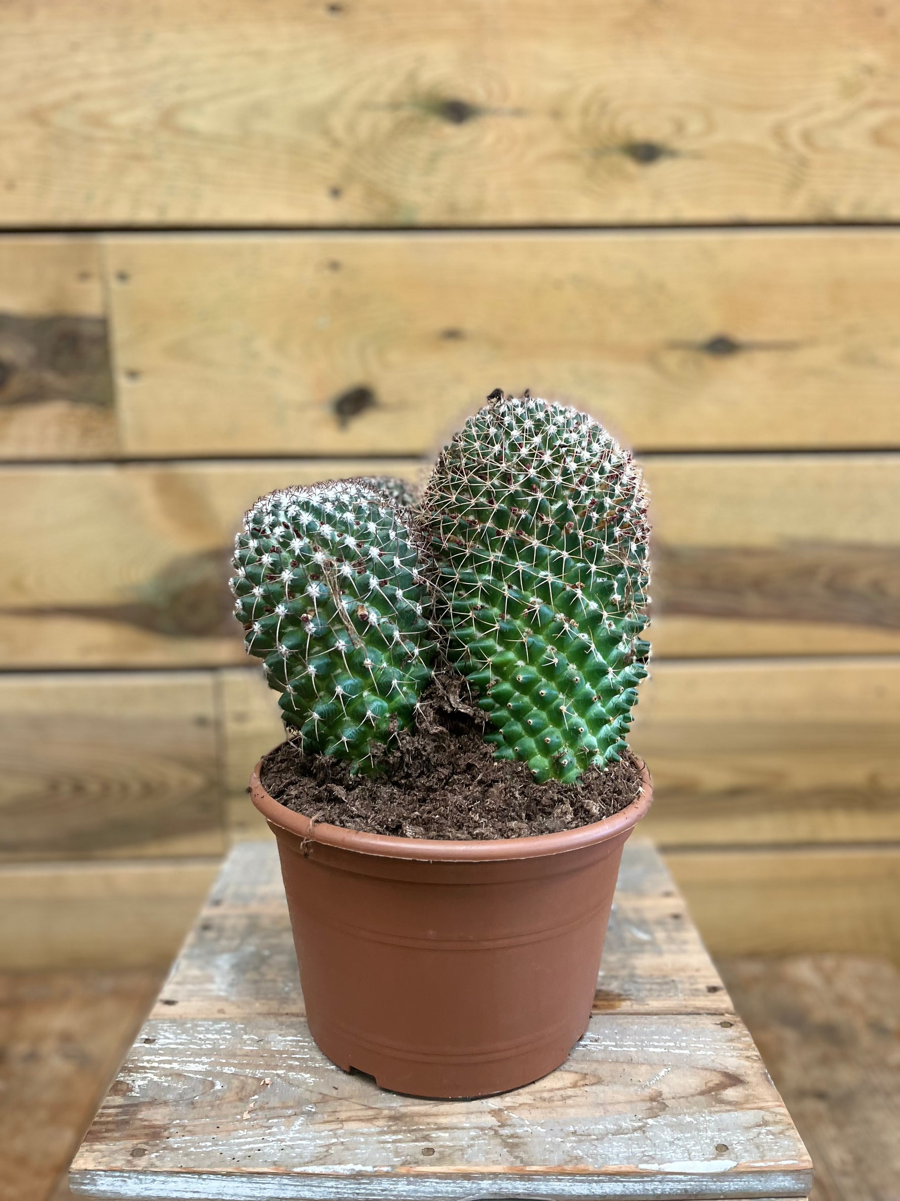 Cactaceae voorkant