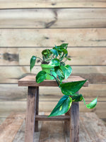 Epipremnum pinnatum voorkant