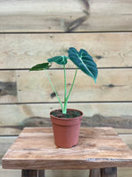 Alocasia voorkant