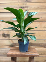 Aglaonema voorkant