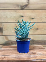 Senecio Serpens voorkant