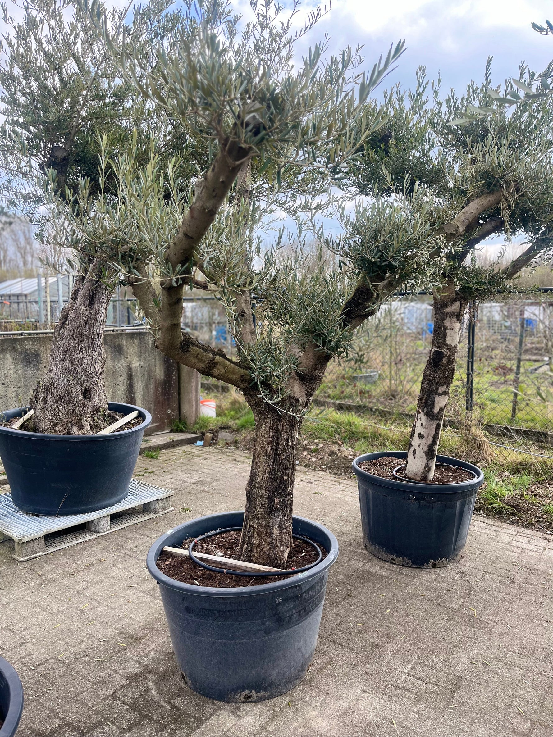 Olijfbomen in je tuin: een mediterrane touch in Nederland