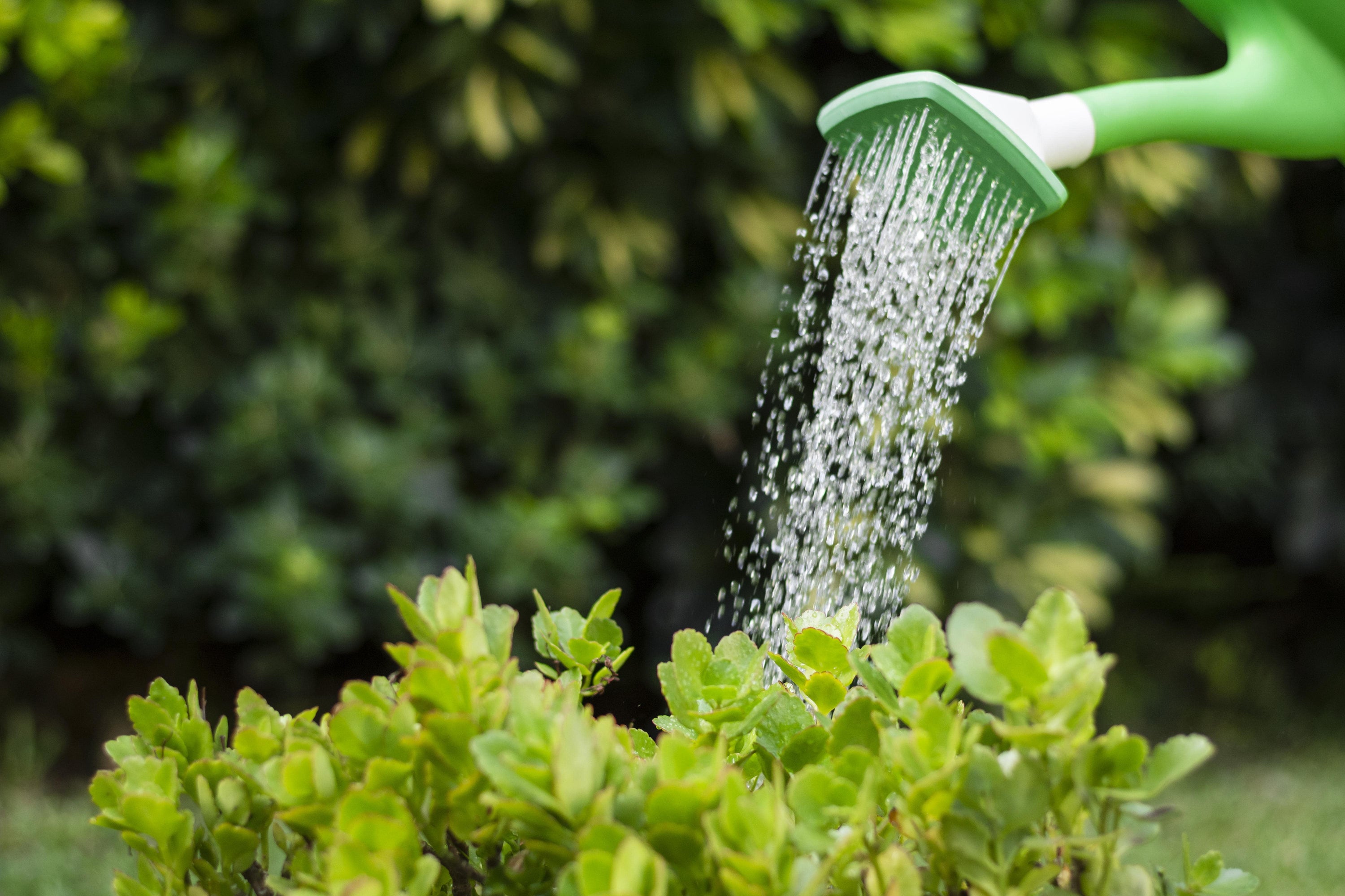 Planten water geven in de zomer: zo houd je ze gezond en stralend