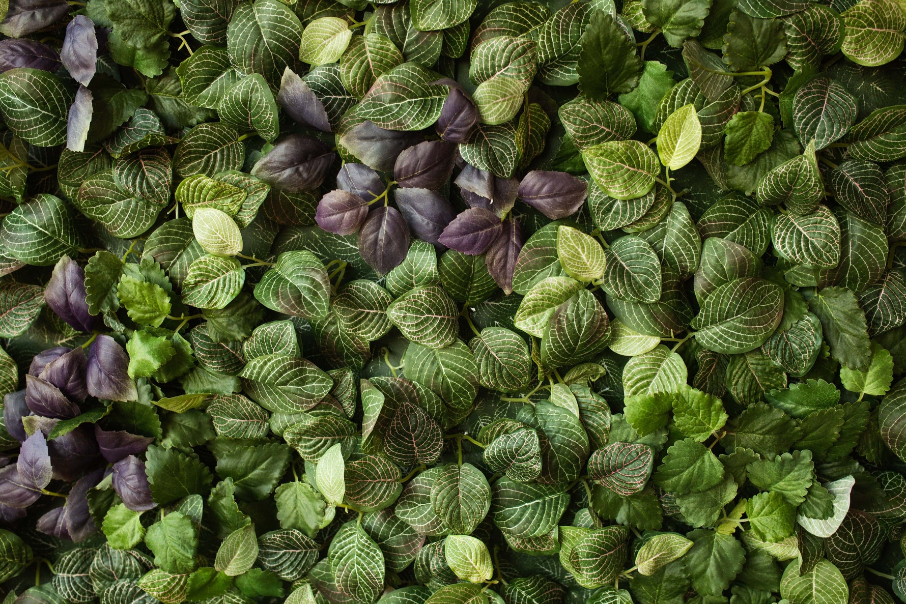 🍂 Groen in de herfst: planten die kleur brengen in de nazomer