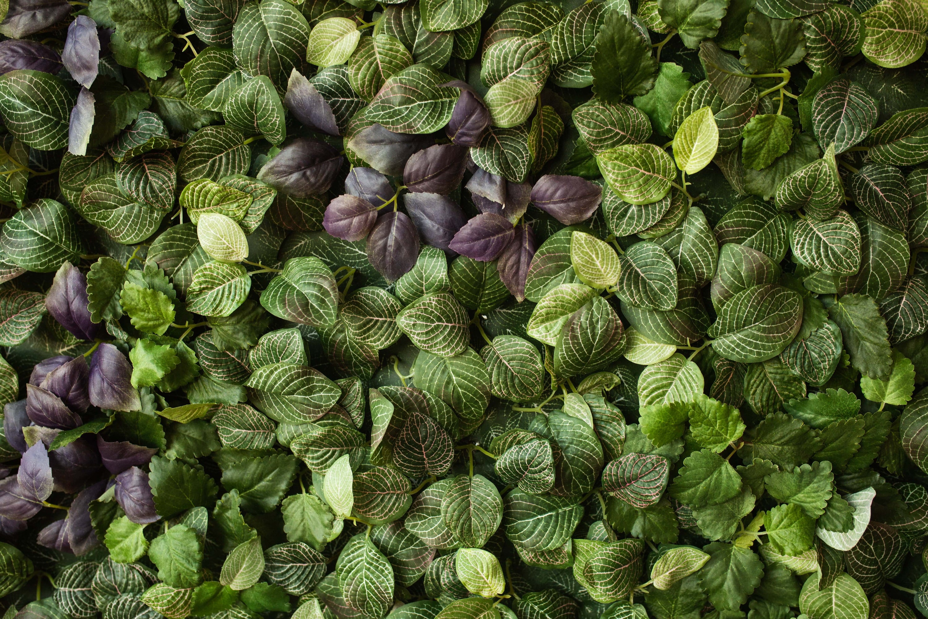 🍂 Groen in de herfst: planten die kleur brengen in de nazomer