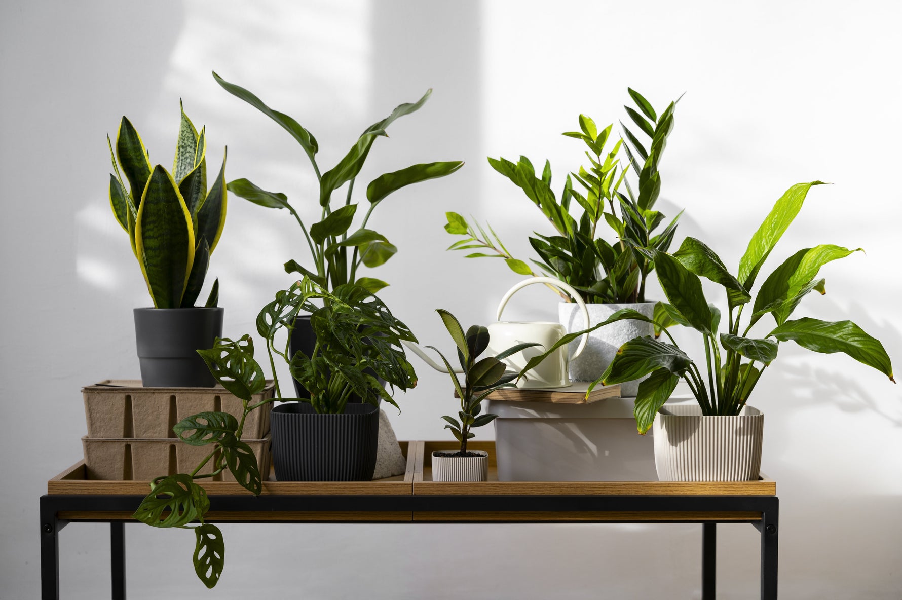 🌿 De 5 makkelijkste kamerplanten voor beginners