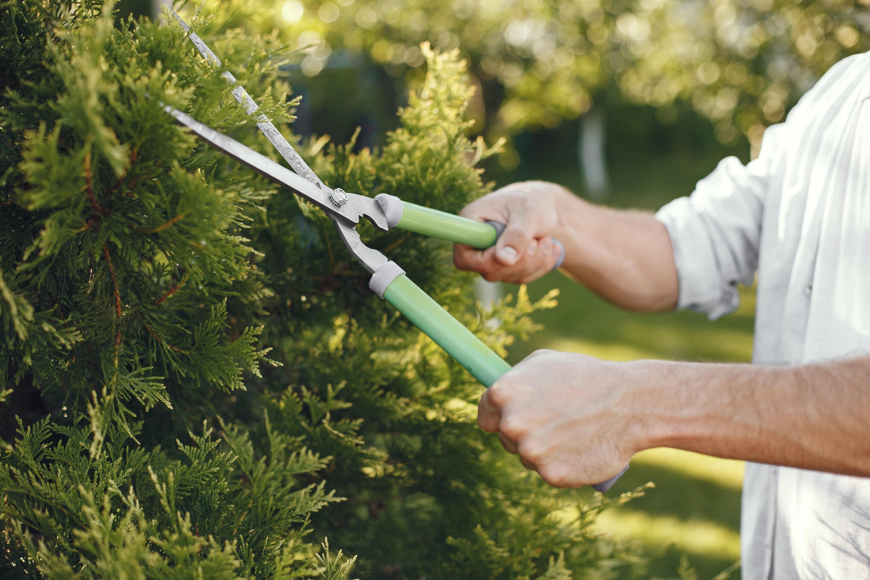 Wanneer kun je het beste snoeien? Tips per seizoen 🌿✂️