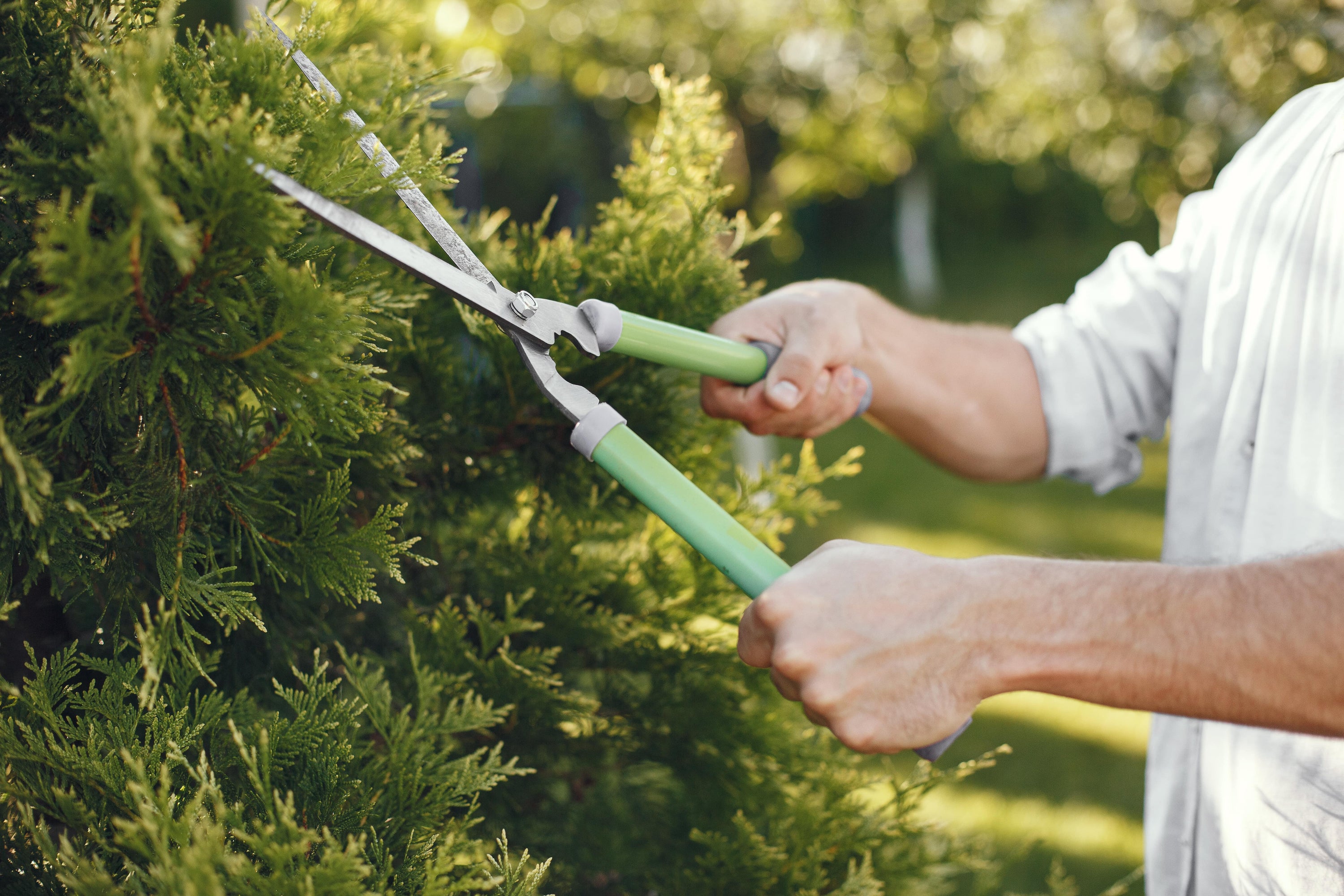 Wanneer kun je het beste snoeien? Tips per seizoen 🌿✂️