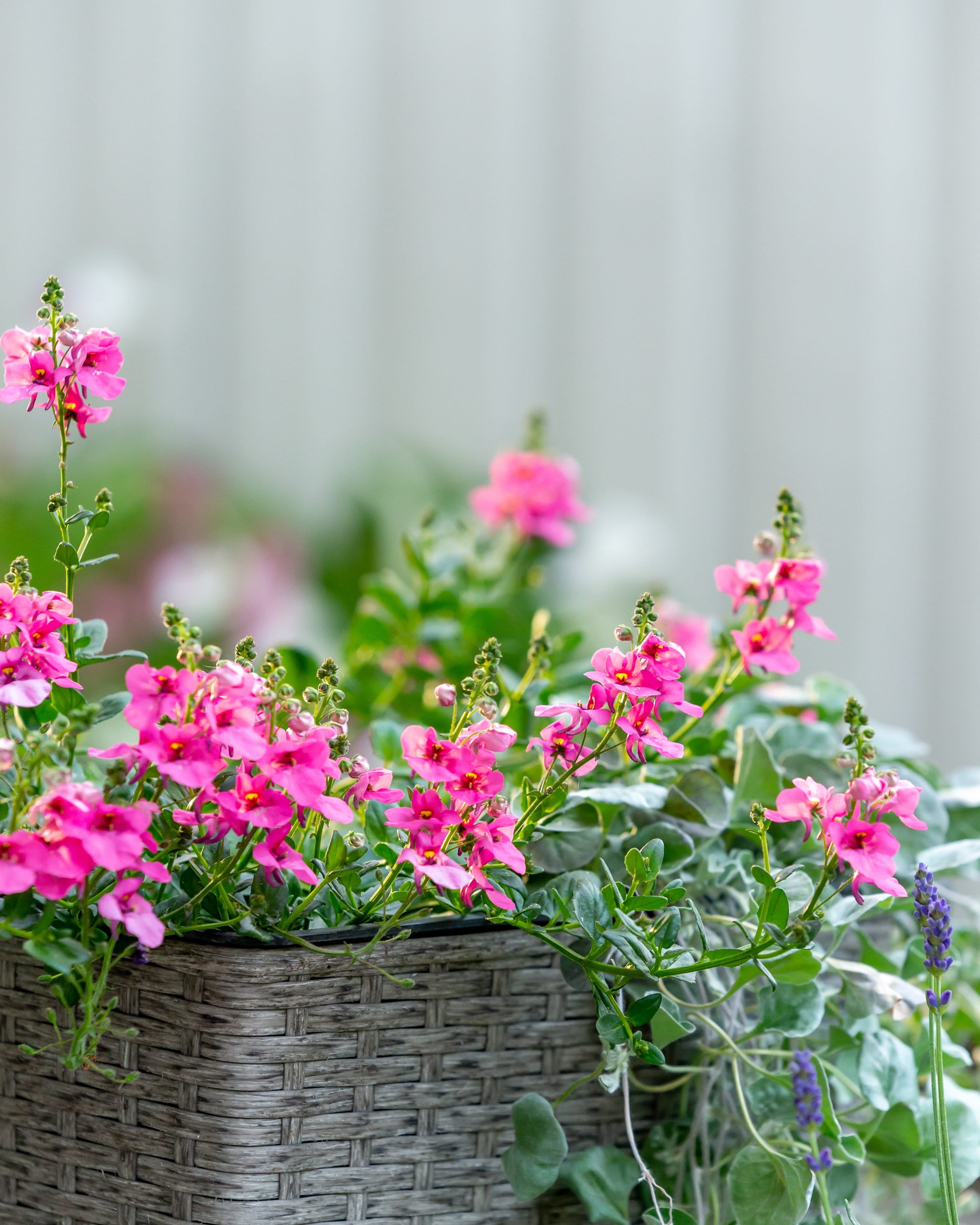 Voorjaarskriebels? Zo maak je je tuin klaar voor het nieuwe groeiseizoen