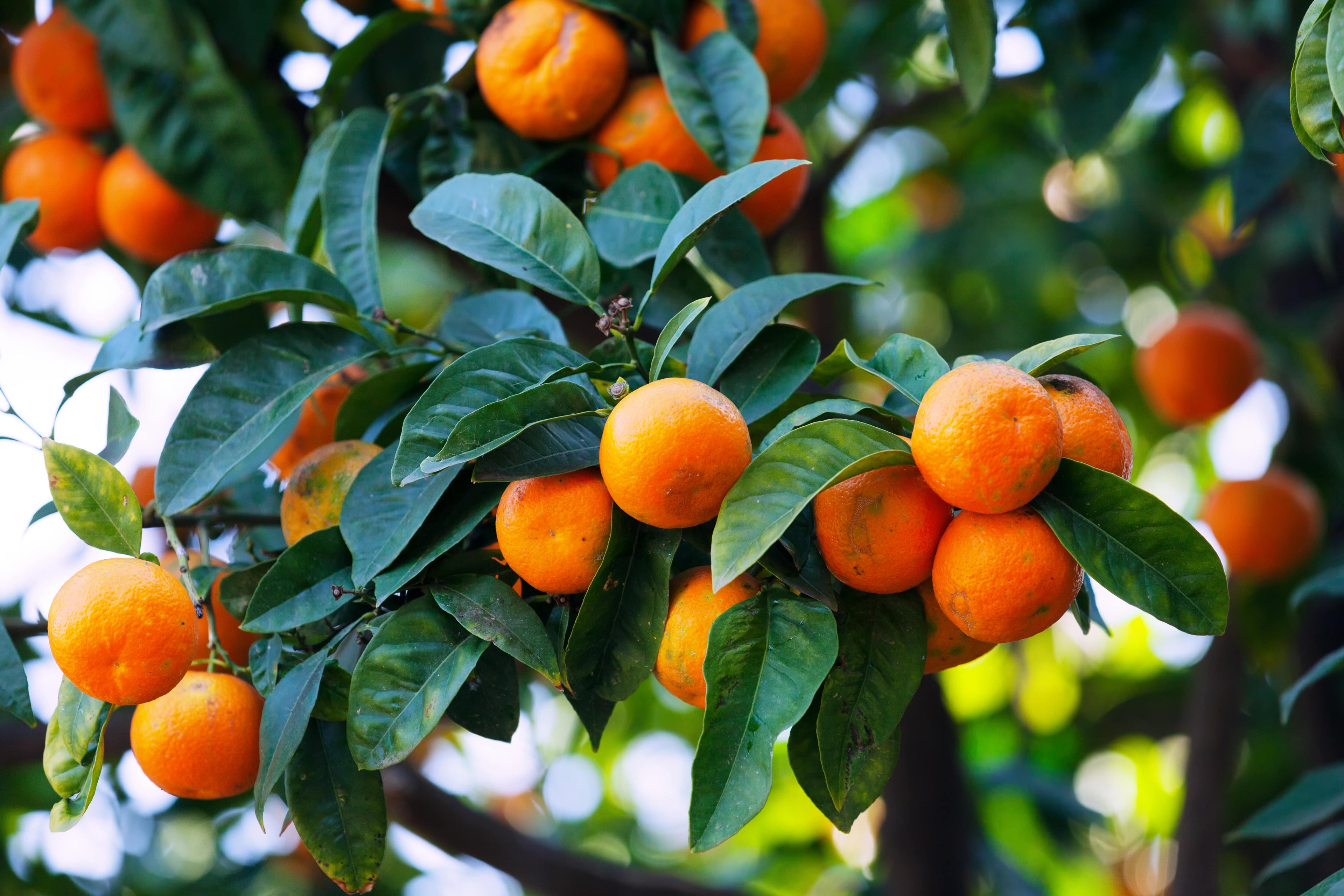 Fruit planten