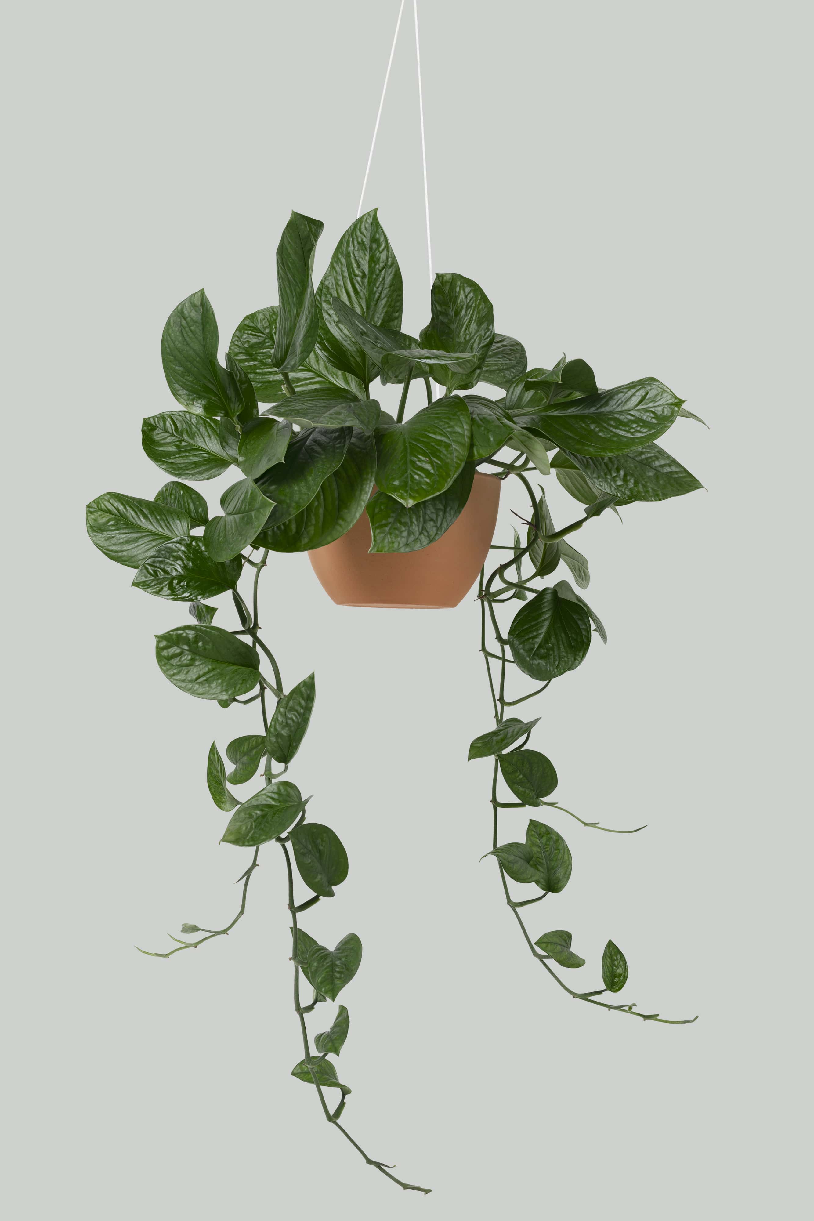 Hang planten