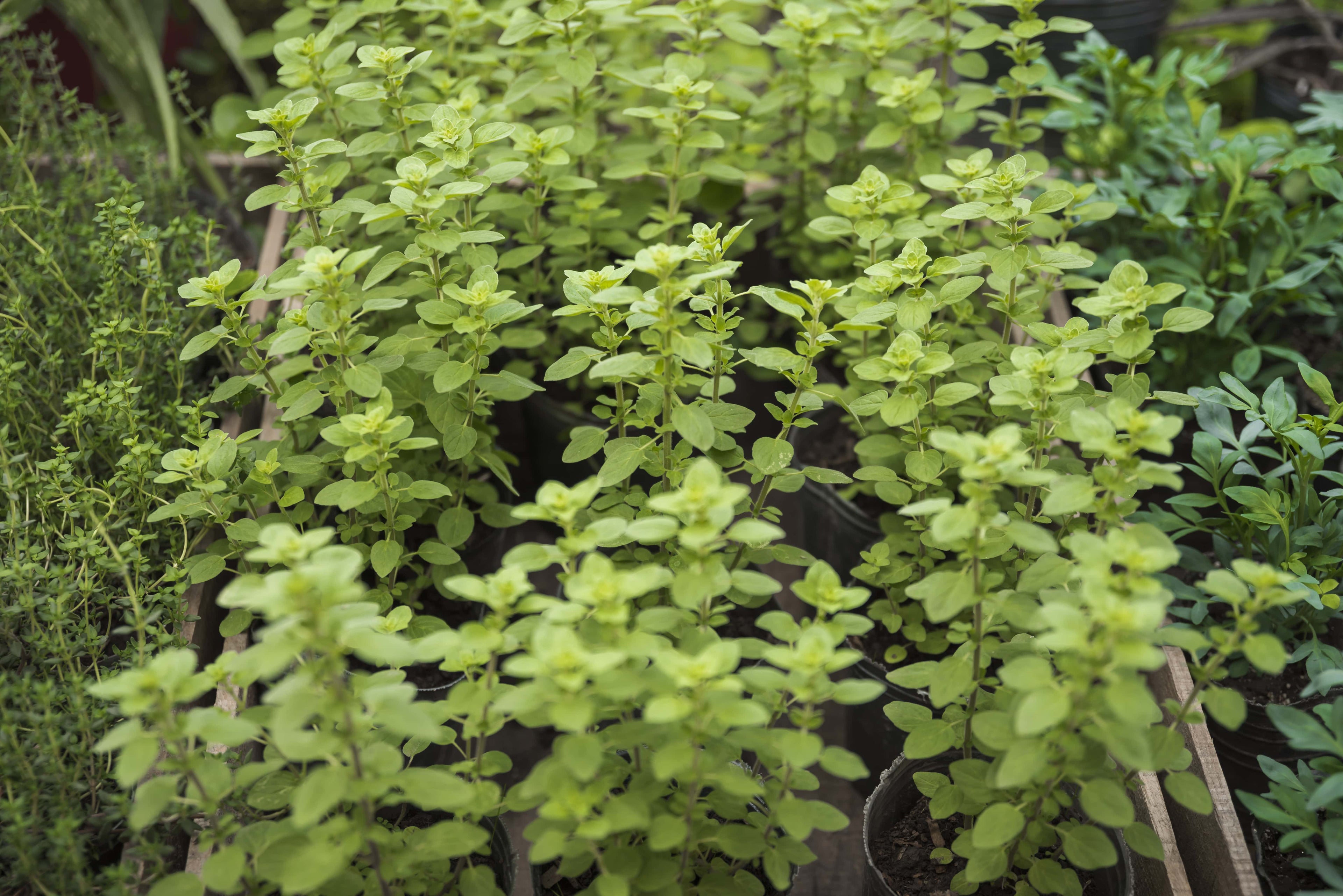 Kruidenplanten